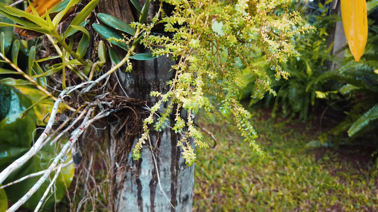 여름비가 내린 후 녹색 잎에서 떨어지는 물방울