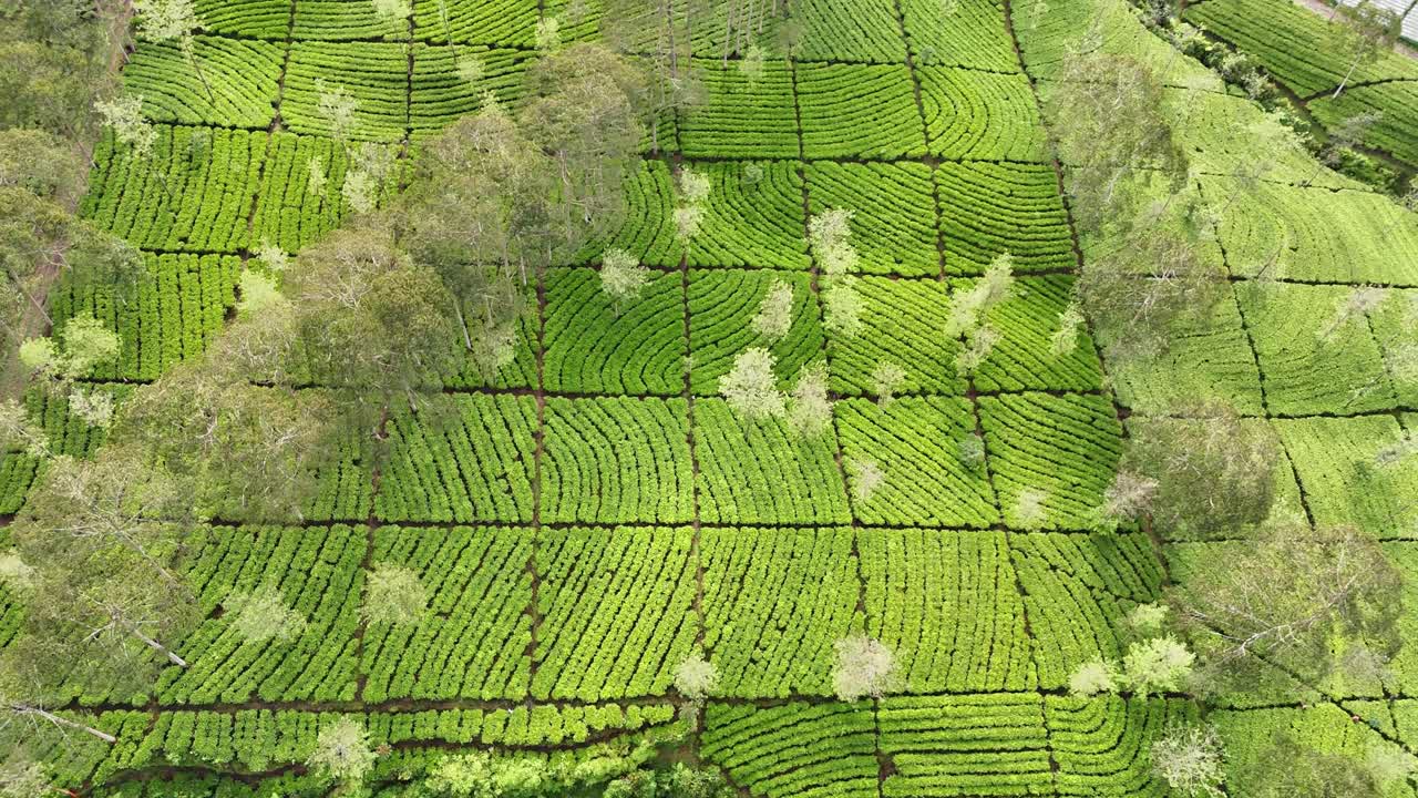Splendido filmato aereo di lussureggianti campi di tè disposti in linee curve. Il filmato mette in risalto la struttura, il colore e la texture dell'agricoltura tropicale del tè. Bedakah Tea Plantation, Indonesia