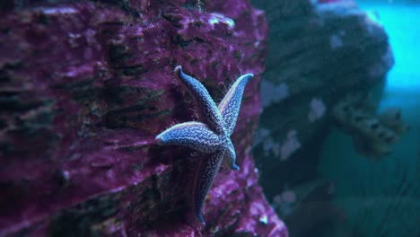 Sea-Star-(Asterias-forbesii).