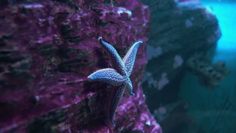 sea star (asterias forbesii).