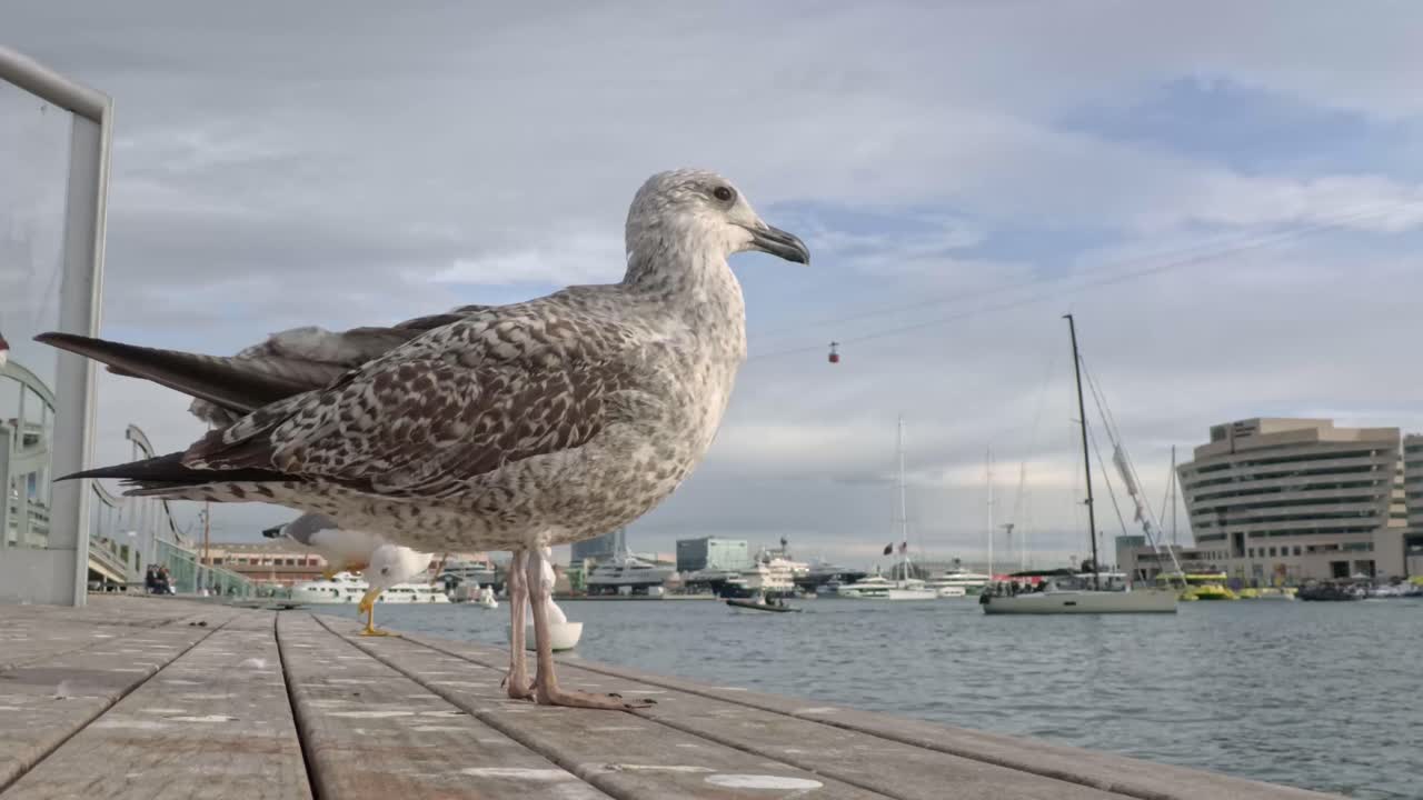 Seagull on a dock overlooking a city harbor