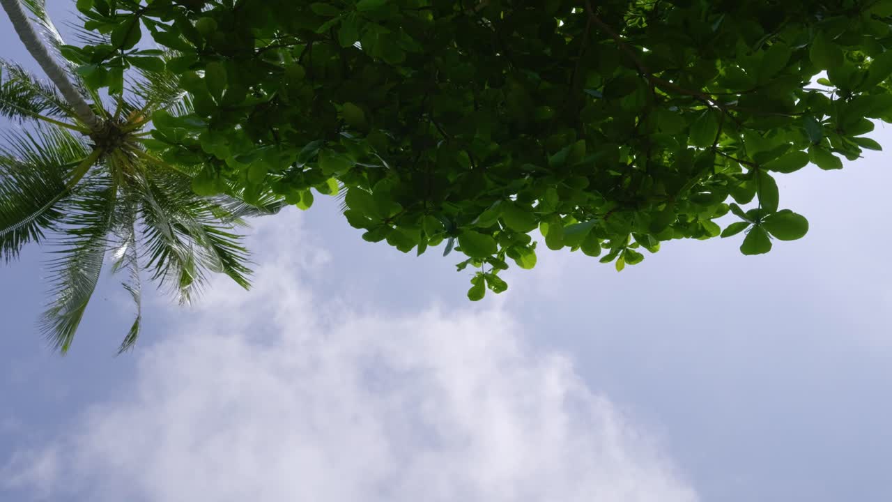 POV relaxing on tropical beach, looking up at palm tree