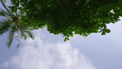pov relaxing on tropical beach, looking up at palm tree