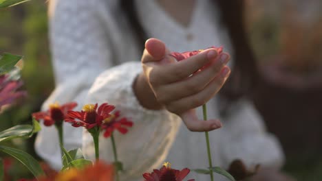 Little-girl-dressed-in-white-holds-a-pink-zinnia-flower-to-smell-it-during-sunset-in-a-field