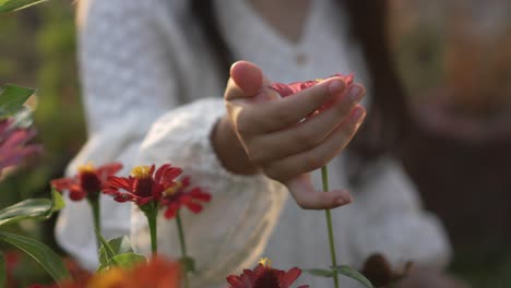 una niña vestida de blanco sostiene una flor de zinnia rosa para olerla durante la puesta de sol en un campo