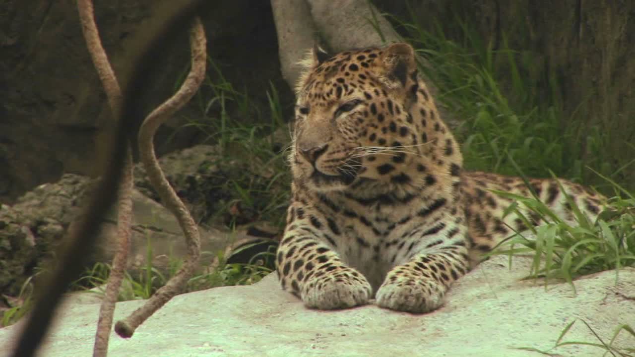 un guepardo mira a su alrededor y luego pone su cabeza sobre sus patas