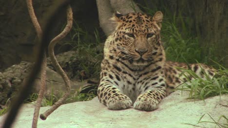 un guepardo mira a su alrededor y luego pone su cabeza sobre sus patas
