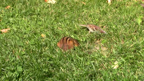 Bei-Der-Gartenarbeit-Im-Freien-Konnte-Ich-Nicht-Umhin-Zu-Bemerken,-Wo-Auch-Mein-Ganzes-Vogelfutter-Verschwand