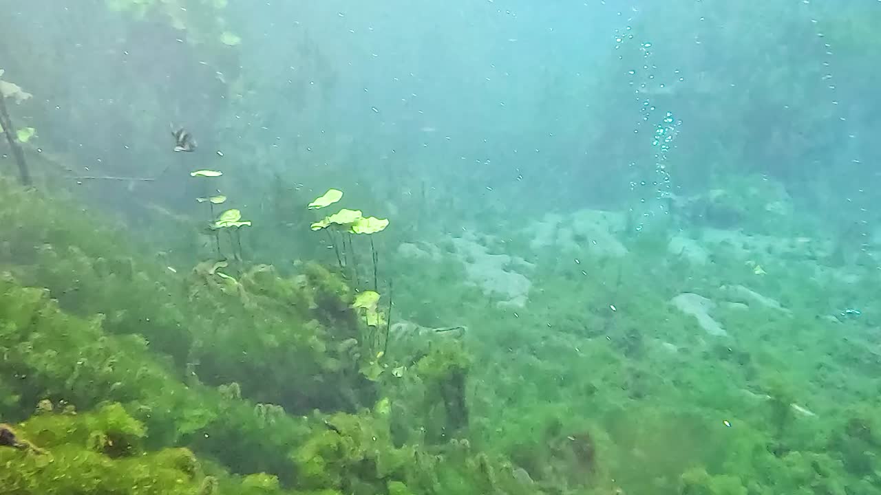 Explore a tranquil underwater landscape featuring vibrant green plants and small fish swimming gracefully.