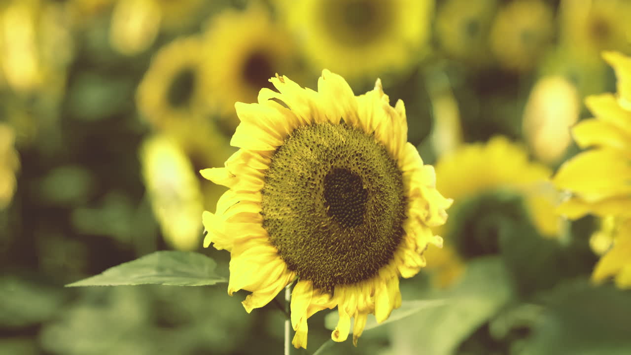 Bright yellow sunflowers in a vibrant field during sunny summer days