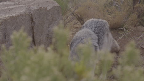 un lobo cubierto de bosque caminando en cámara lenta