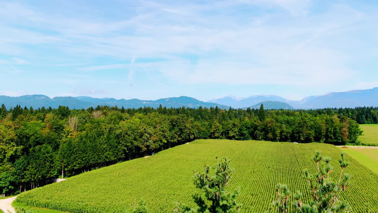 흐린 푸른 하늘과 잘 익은 작물의 녹색 필드를 드러내기 위해 나무 꼭대기 위로 공중