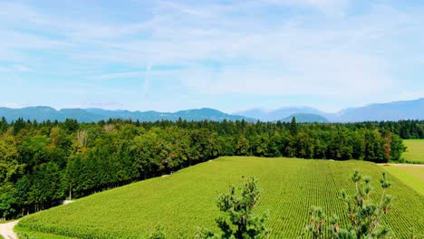 Aéreo-Sobre-Las-Copas-De-Los-árboles-Para-Revelar-Un-Campo-Verde-De-Cultivos-Maduros-Con-Cielos-Azules-Nublados