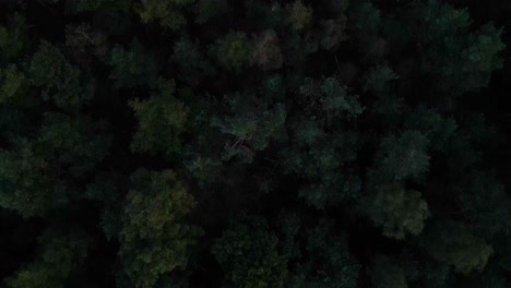 aerial birds eye flying over veluwe forest tree tops