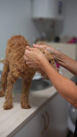 dog getting a bath