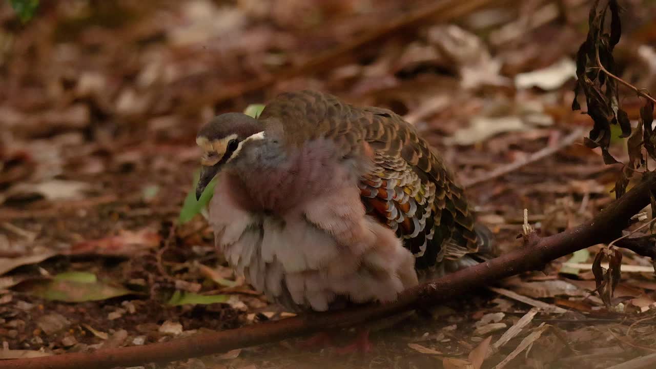 plumas de pájaro en el suelo del bosque