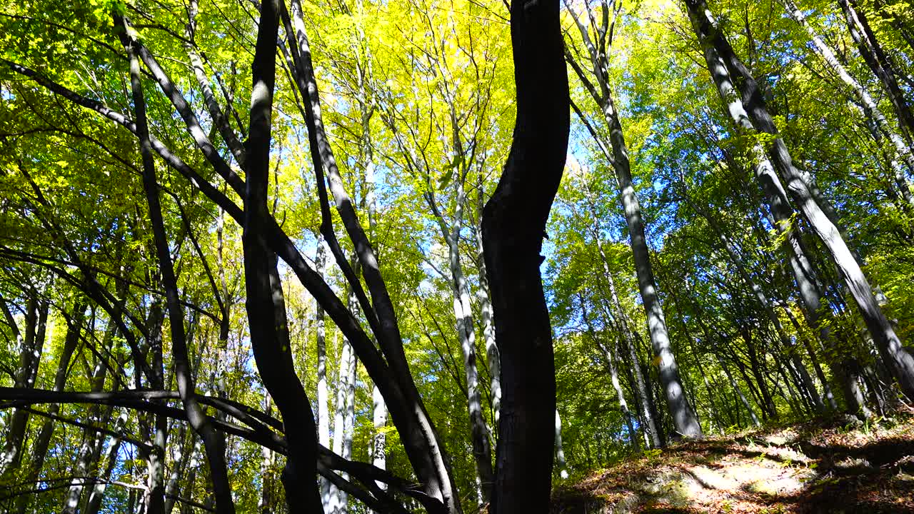 Ruscello nel bosco. Bosco autunnale.
