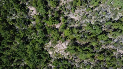 Impresionante-Toma-Cenital-De-árboles-Verdes-En-Una-Montaña-Rocosa