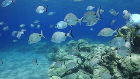 fish scenery underwater sun beams sun rays underwater mediterranean sea sun shine relaxing ocean scenery