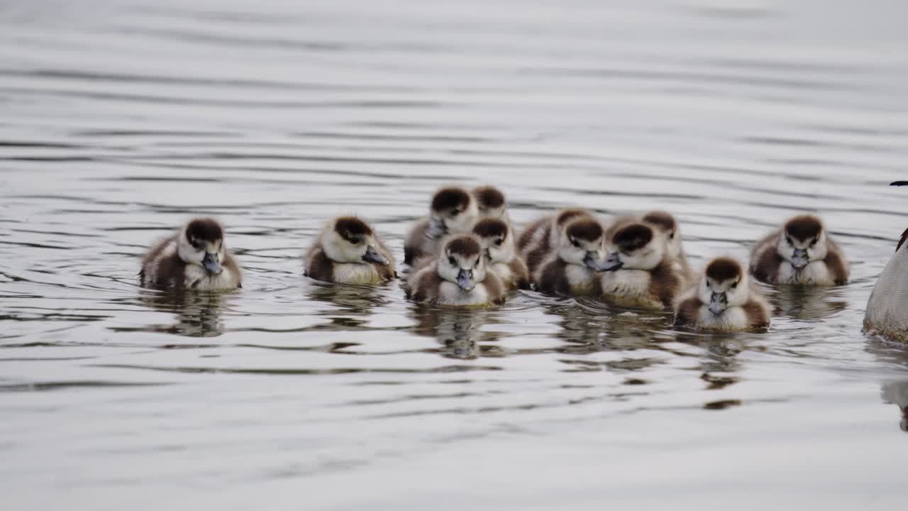 Cute and fluffy ducklings paddle happily behind their protective parents in this heartwarming close-up shot
