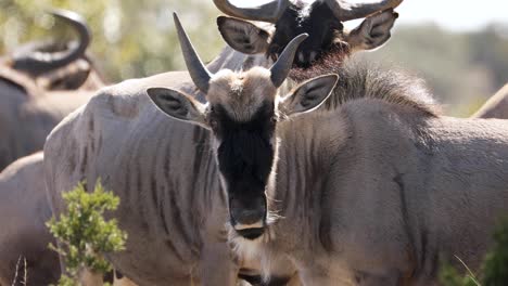 Herde-Von-Gnus,-Die-Sich-Unter-Der-Sonne-In-Der-Wildnis-Von-Südafrika-Aalen