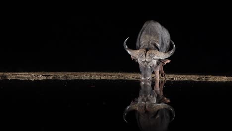 luz dramática: reflejo de búfalo del cabo bebiendo del estanque por la noche