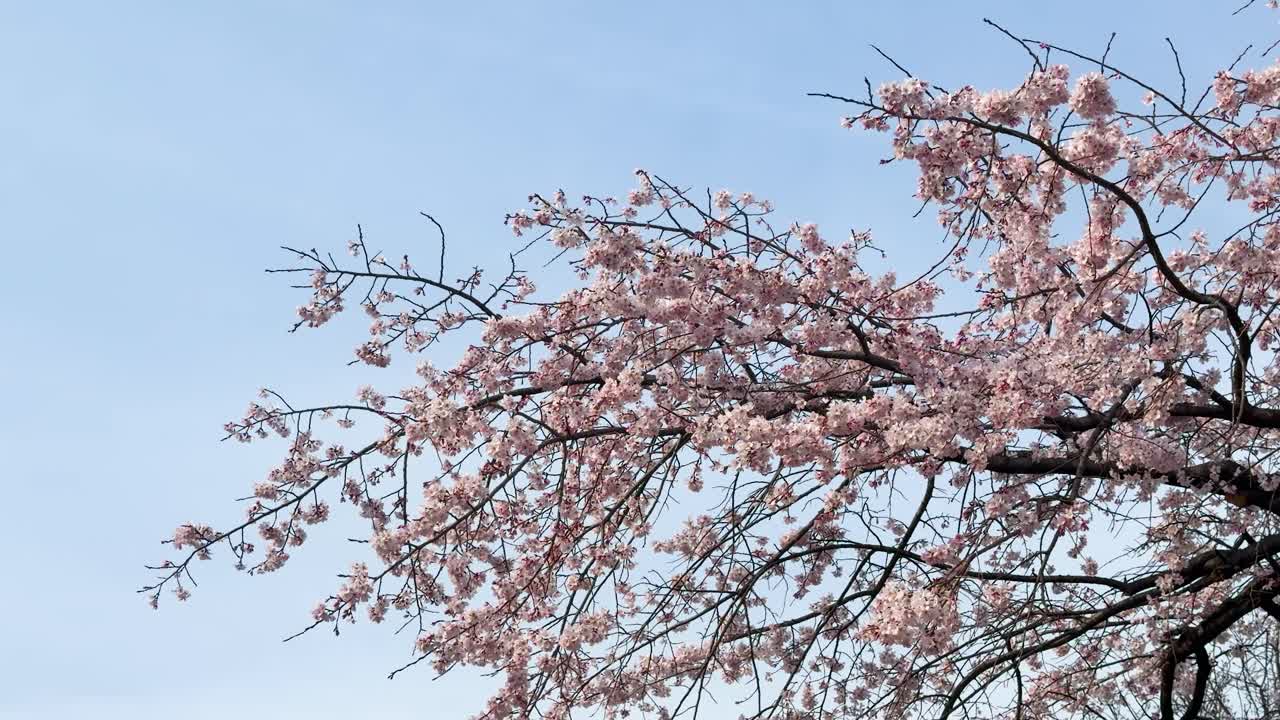 Fiori di sakura rosa sbocciano sui rami che ondeggiano dolcemente contro un cielo azzurro limpido a Kyoto