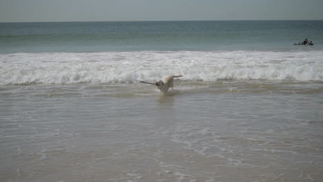 Gracioso-Perro-Mojado-Jugando-Con-Palo-De-Madera-En-La-Orilla-Del-Mar.