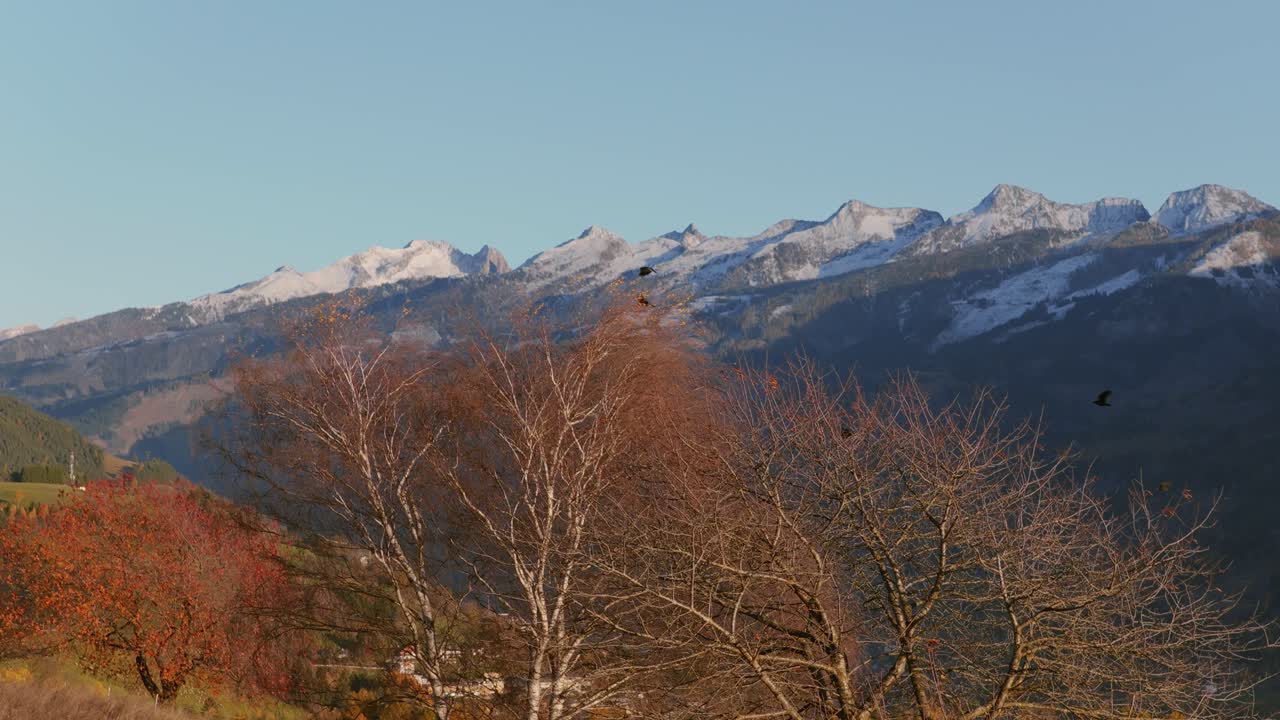 Uccelli Selvatici Che Volano Sulla Val di Fiemme Nella Regione del Trentino, Italia. Ripresa Aerea al Rallentatore.
