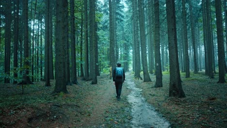 Mann-Mit-Rucksack-Geht-Einen-Waldweg-Zwischen-Hohen-Bäumen-Entlang