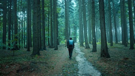 hombre con una mochila camina a lo largo de un camino forestal entre árboles altos