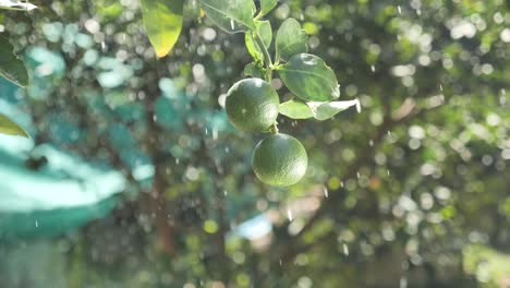 fresh lime hang on tree, close up