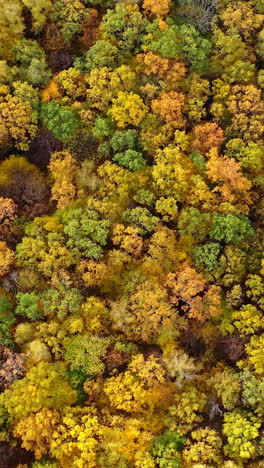 tops of colorful trees background. bright nature landscape of forest in autumn season. travel over beautiful woodland. beauty in nature. aerial view. vertical video