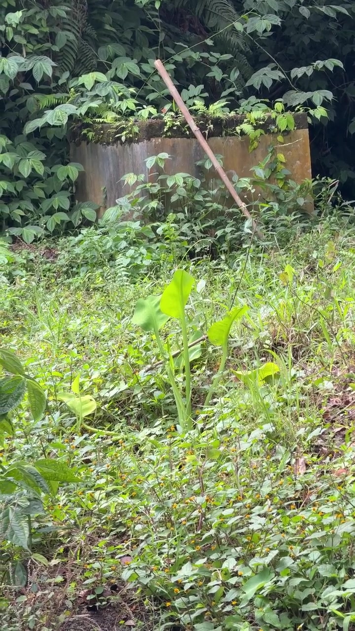 Struttura in cemento ricoperta di vegetazione in una lussureggiante foresta tropicale