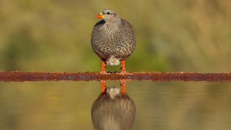 Una-Foto-De-Cuerpo-Completo-De-Un-Spurfowl-De-Swainson-Mientras-Bebe-Y-Muestra-Su-Reflejo-En-El-Agua,-Gran-Kruger