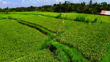 green rice crop patches in tropical plantation in ubud region, bali