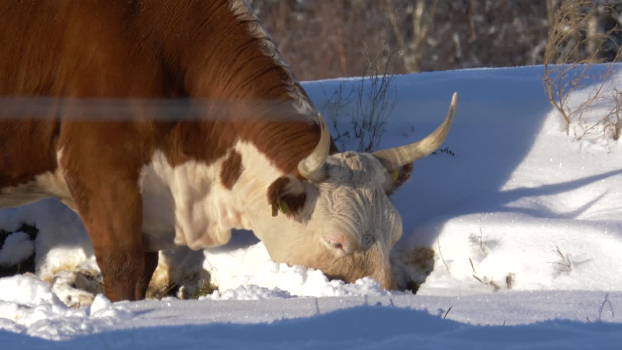 얼어붙은 땅에서 눈 사이에서 풀을 뜯을 풀을 찾고 있는 흰색과 갈색의 에어셔 암소 - 긴 샷을 닫습니다.