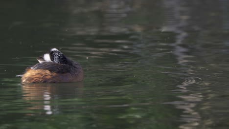 zampullín de penacho blanco nada en aguas oscuras mientras los insectos pululan alrededor, primer plano