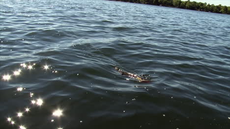 Small-northern-pike-fighting-boatside-with-a-bobber