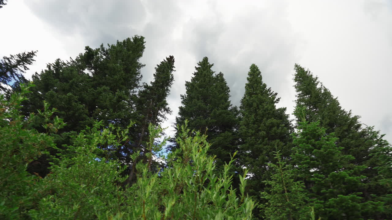 키가 큰 아스펜 나무를 올려다 보며