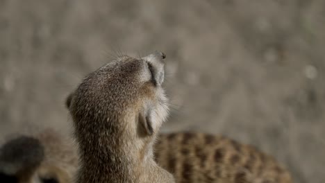 Suricata-De-Pie-Sobre-Sus-Patas-Traseras-Y-Mirando-A-Su-Alrededor---Cerrar-Cámara-Lenta