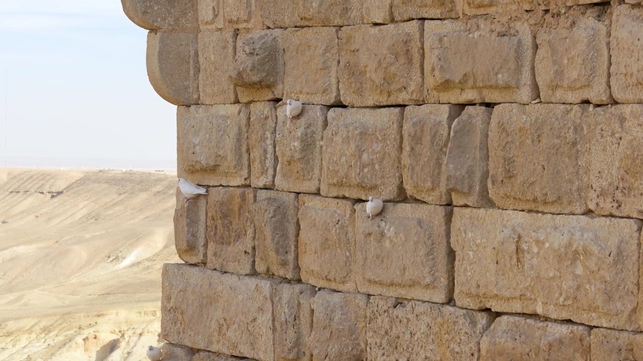 Uccelli bianchi appollaiati sull'esterno della fortezza in pietra del XII secolo del Castello di Shobak in Giordania. Primo piano