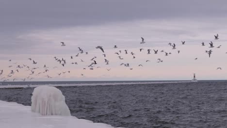 Ein-Schwarm-Möwen-Erhebt-Sich-In-Manistee-über-Dem-Michigansee