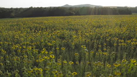 Campo-Repleto-De-Girasoles-Vibrantes-Toma-Aérea-De-Barrido