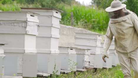 White-beehives.