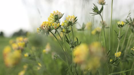 un campo de flores amarillas en el viento