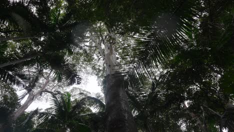 majestic tall tree in lush tropical forest