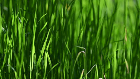 Close-up-grass-abstract-background-spring-backlit