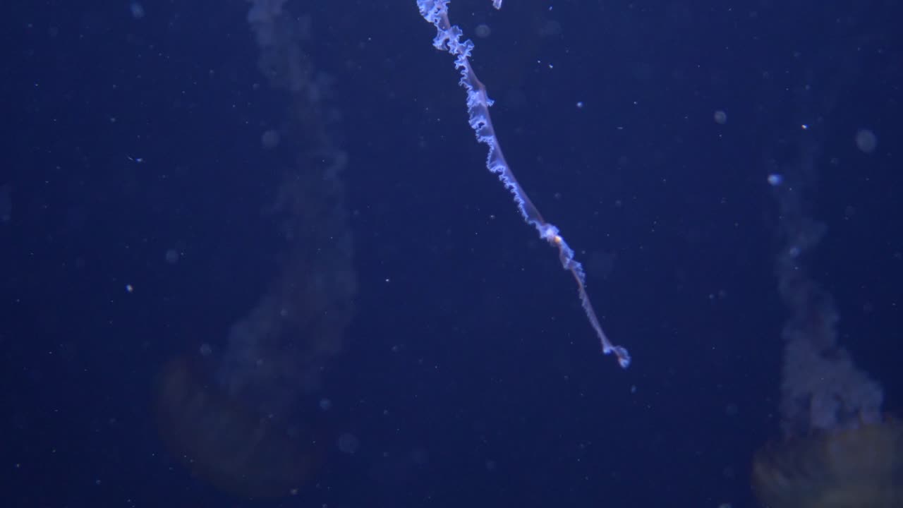 해파리의 촉수의 근접 세부 샷