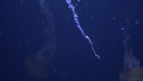 close-up detail shot of the tentacles of a jellyfish